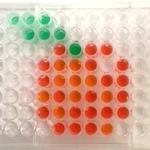 GVSU hosts Molecular Minds Camp